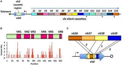 Meta-analysis of the Vmp-like sequences of Lyme disease Borrelia: evidence for the evolution of an elaborate antigenic variation system